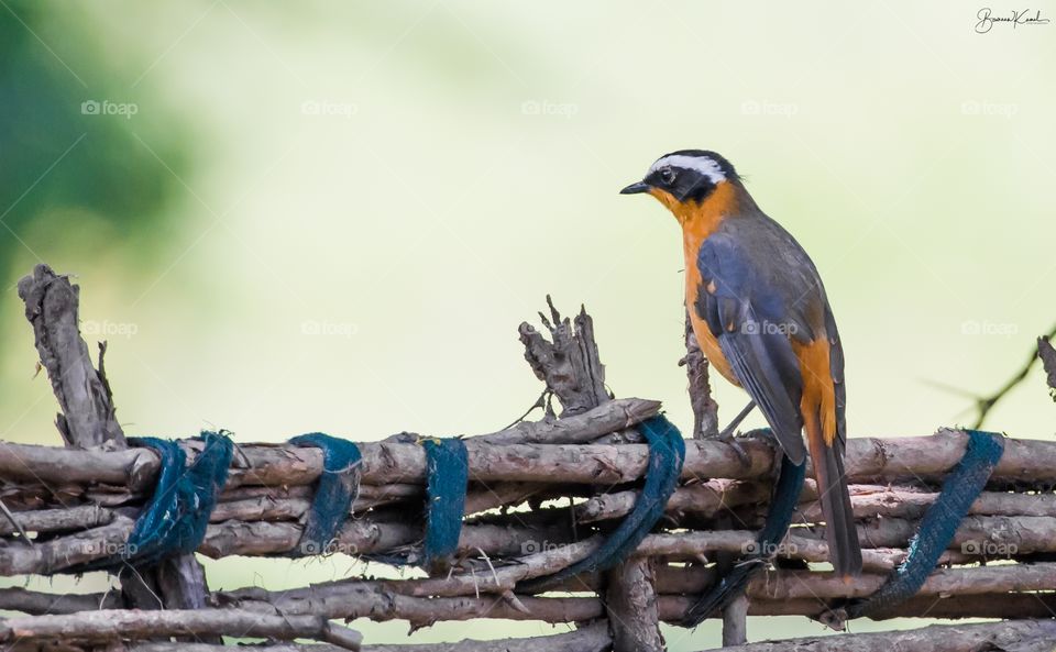 Cape robin-chat (Cossypha caffra)_Masai Mara