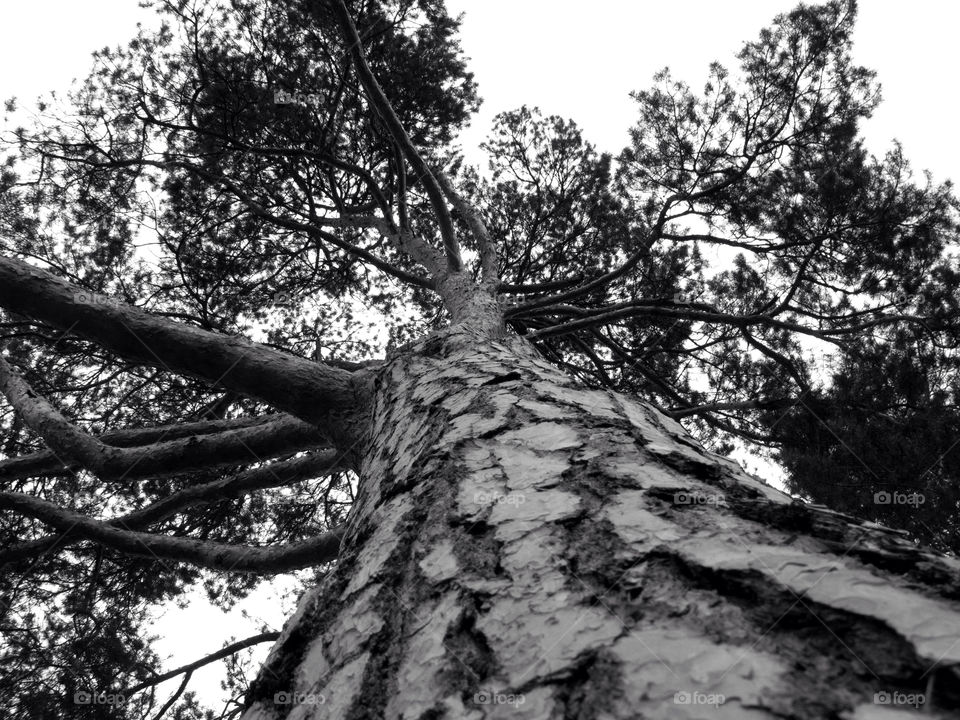 white black tree and by chrisc