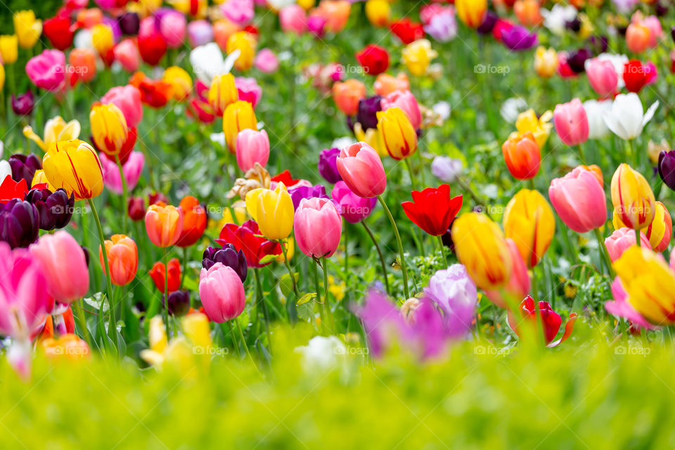 Colorful field of tulips in spring