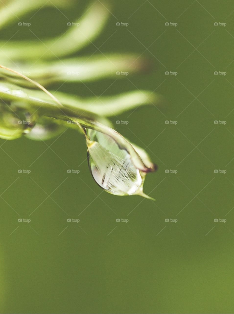 Dandelion encased in raindrop