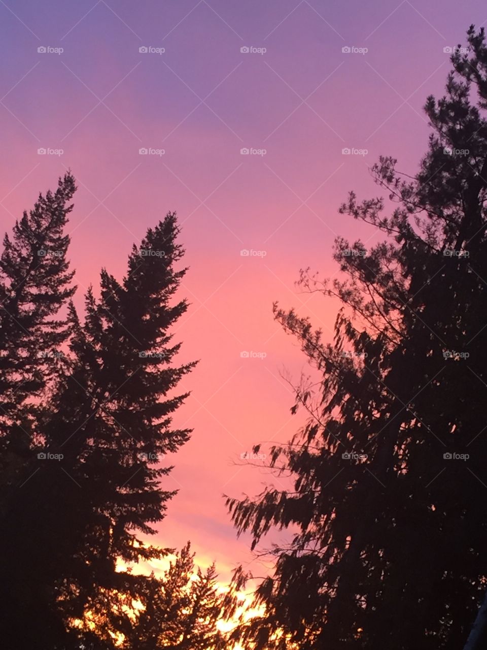 Sunset golden pink sky 