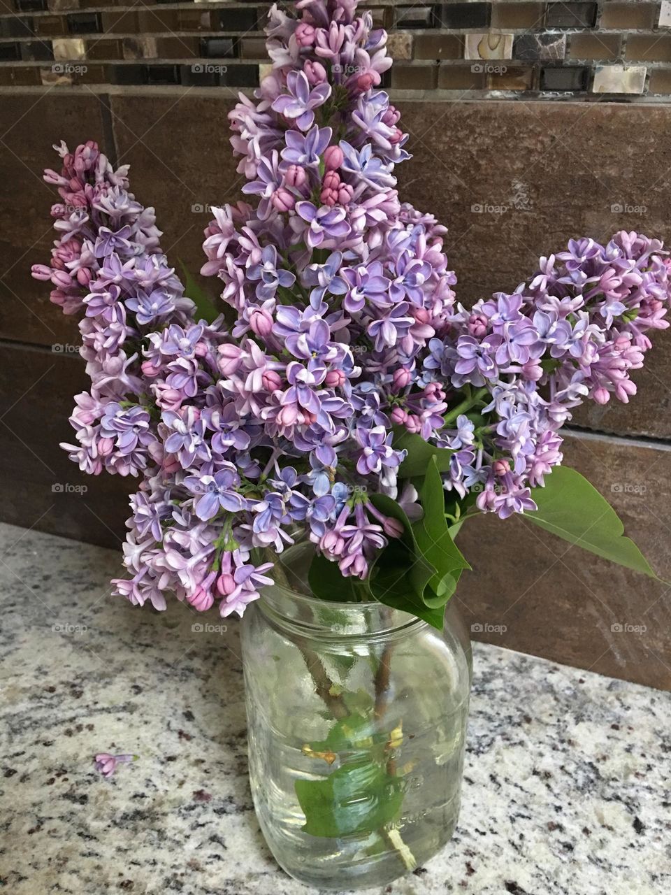 Lilacs freshly picked in the Spring
