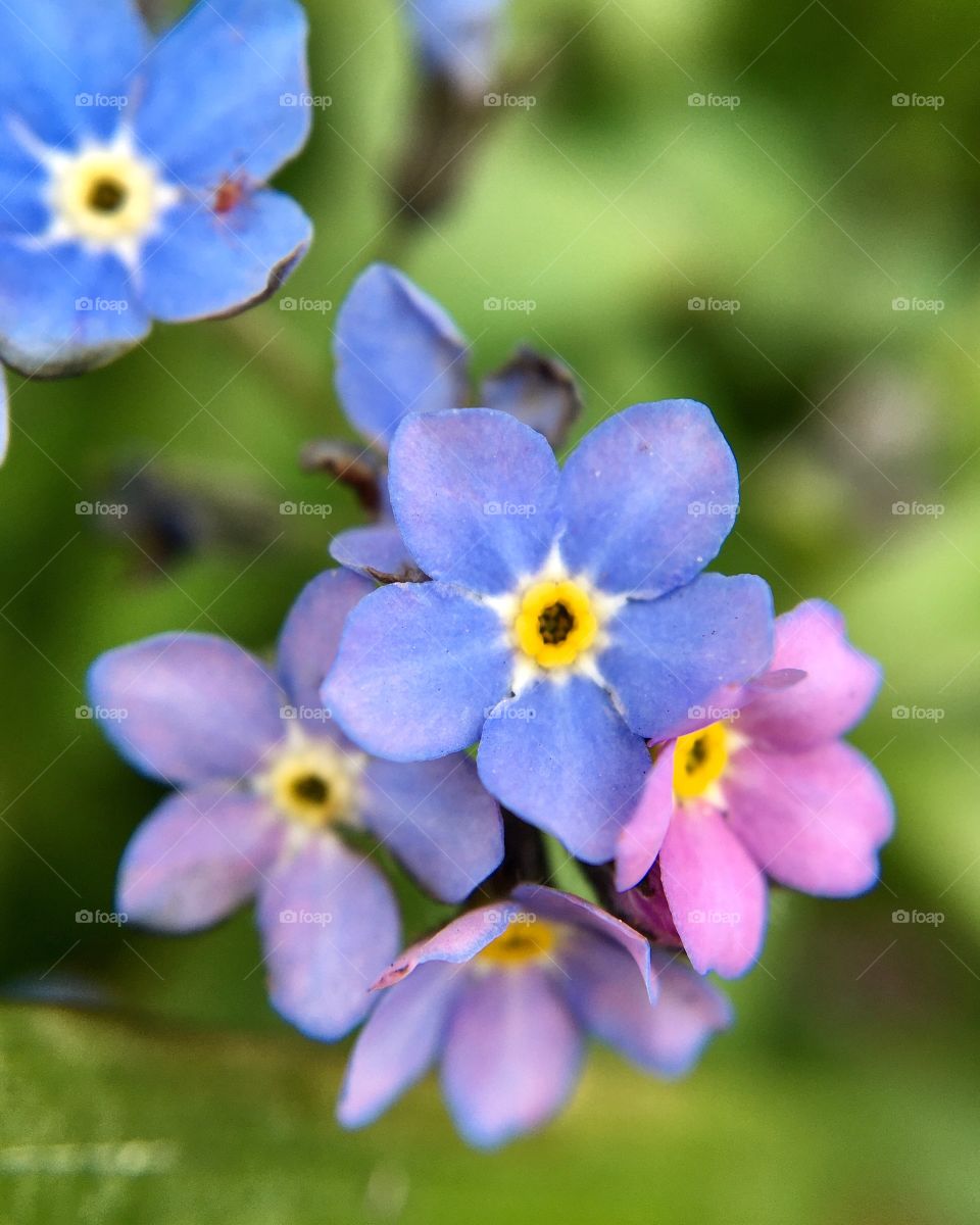 Blue and violet flowers, macro flowers 