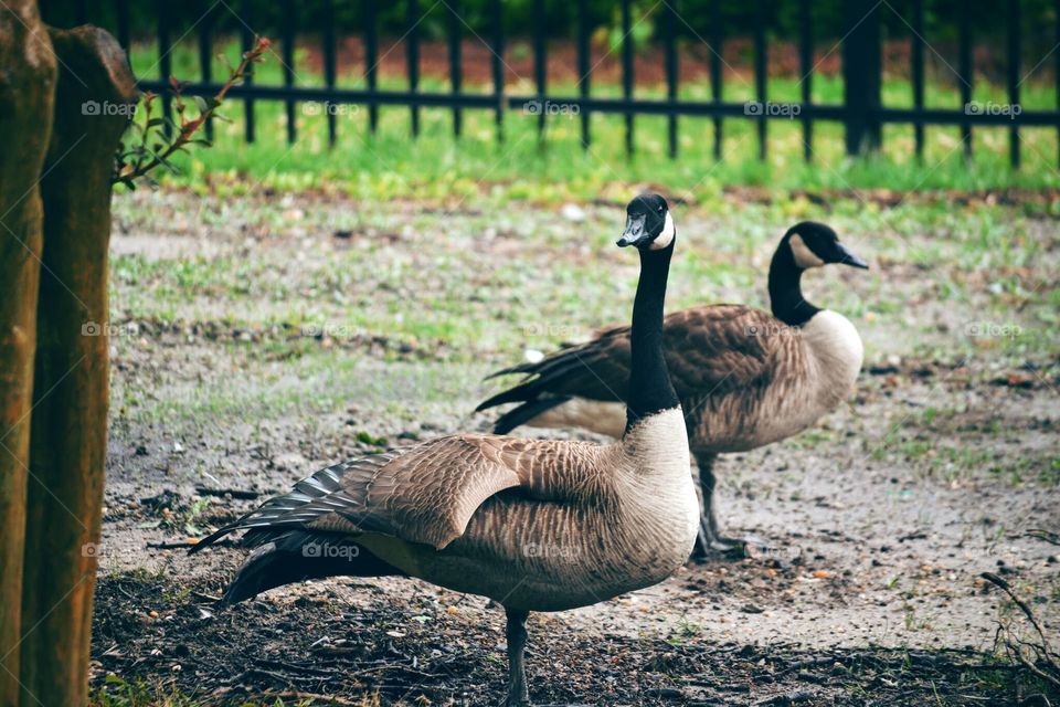 Canadian Geese