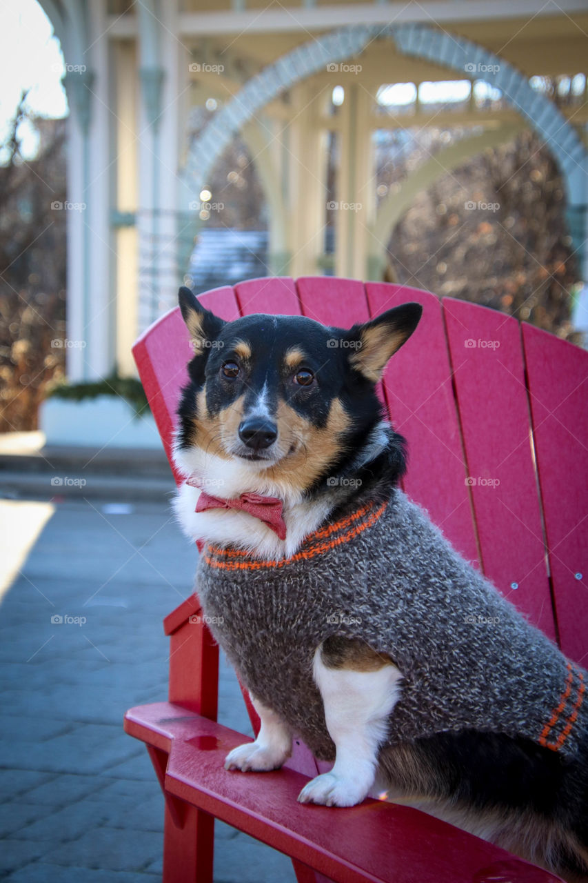 Cute dog ready for Christmas celebration