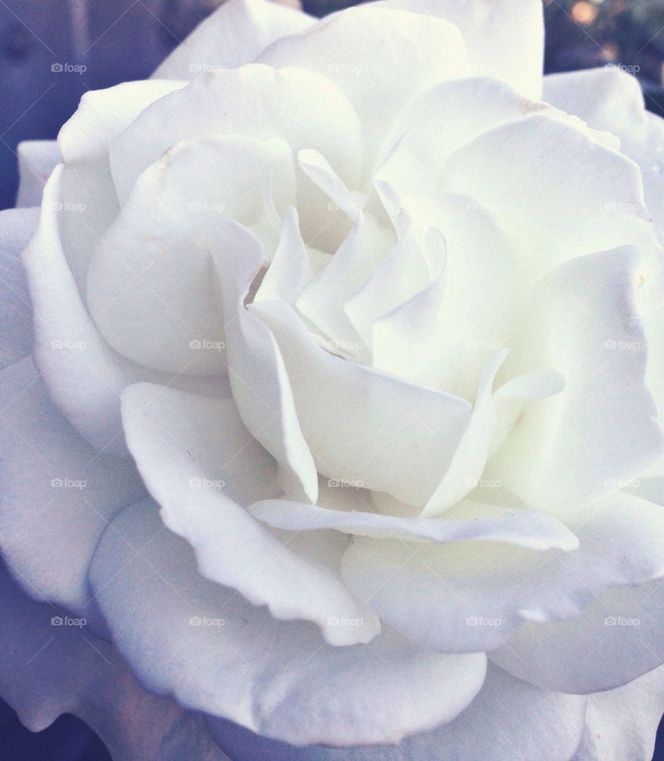 white rose