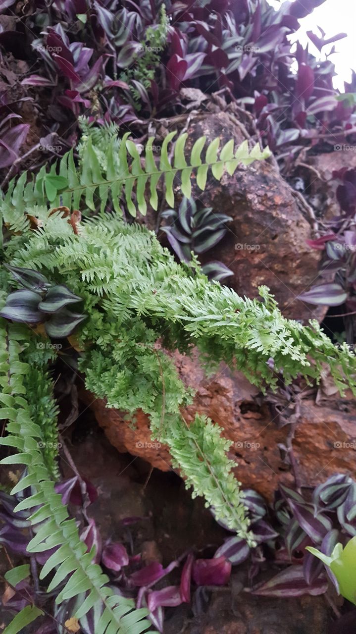 Ferns & Leaves on the Rocks