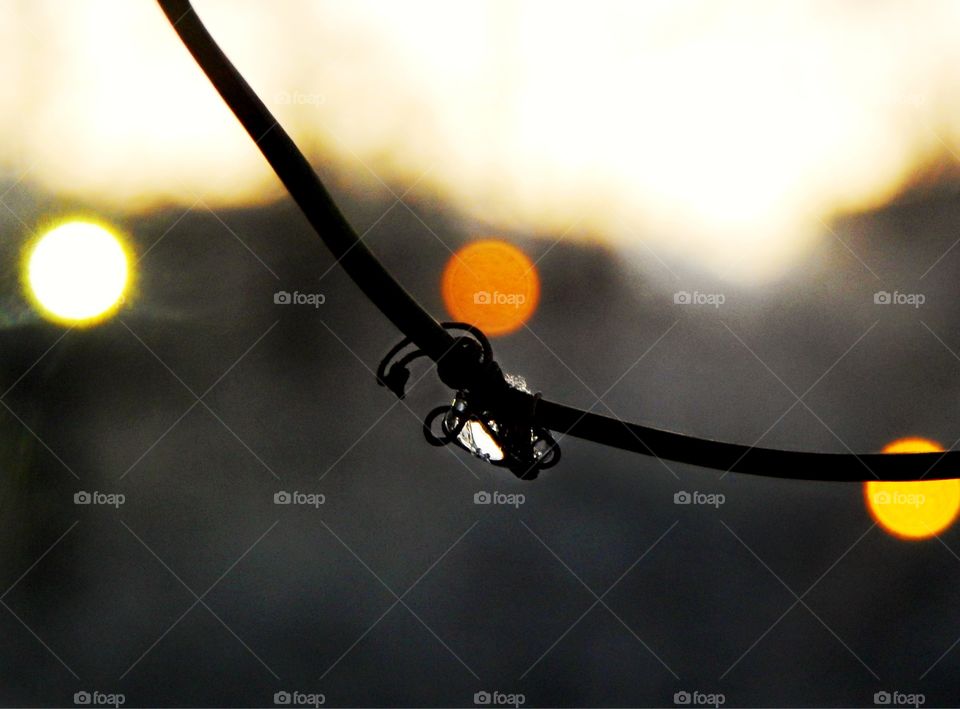 A water droplet caught in twisty branches of a tree during sunset 