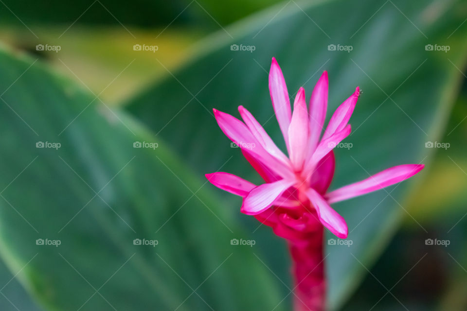 Beautiful pink and white flower petals