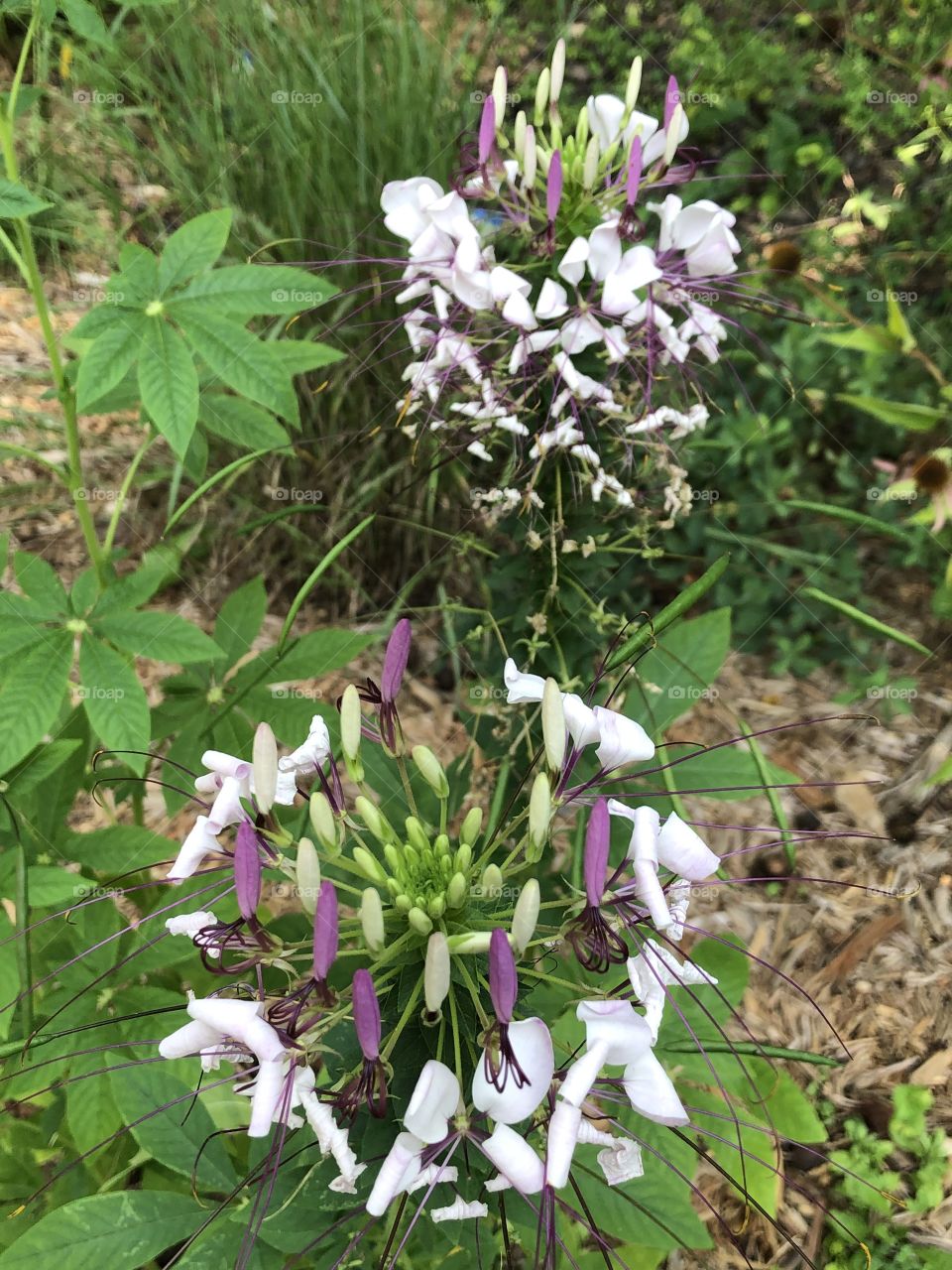 White flowers in the park 