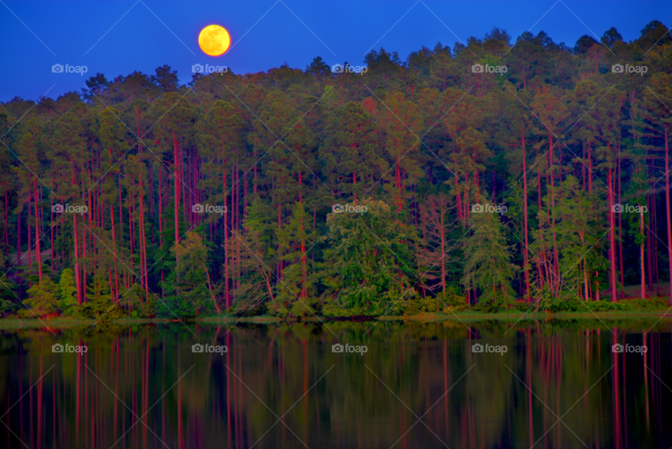 moon full moon moonlight moon in forest by lightanddrawing