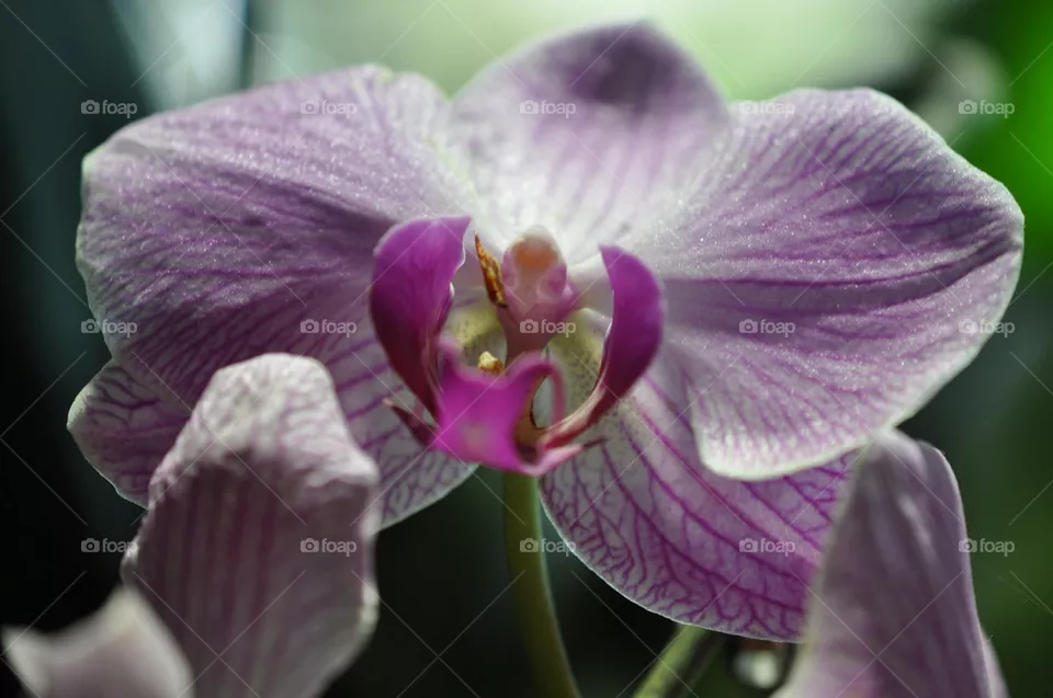 ORCHID