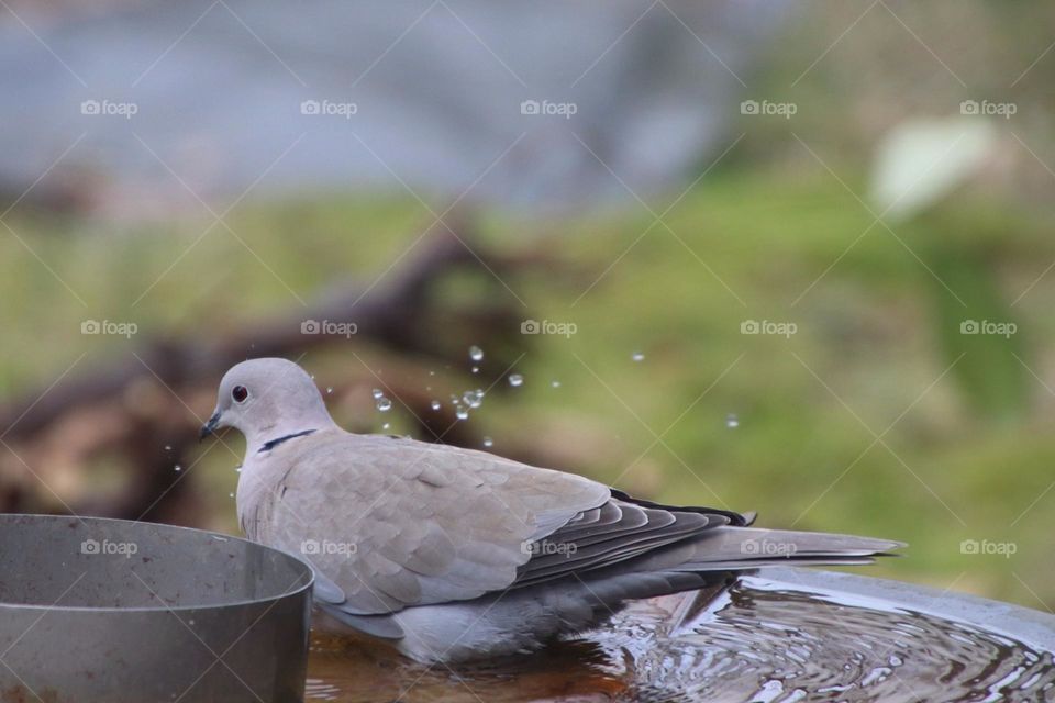 A wood pigeon bathes in the splashing water of a puddle and