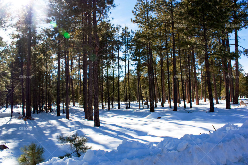 Snow in Arizona 