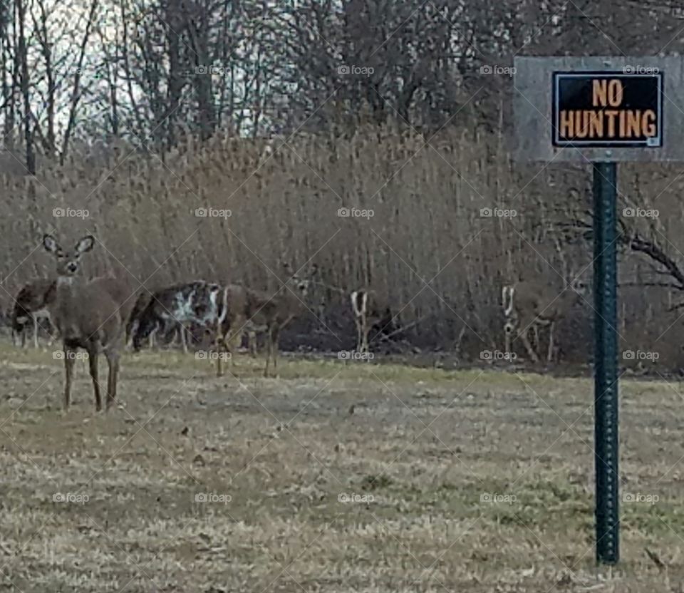 Deers in the field