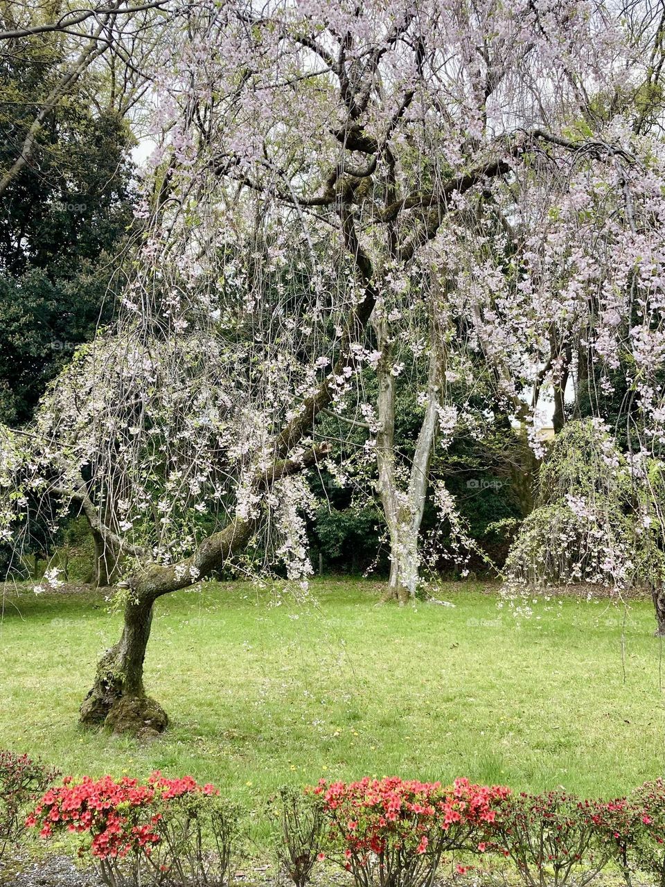 Weeping cherry blossoms and azaleas