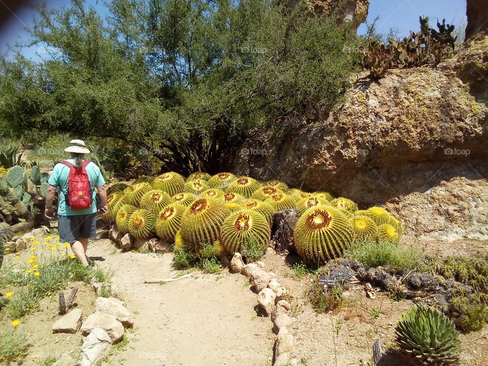 Golden Barrel Cactus