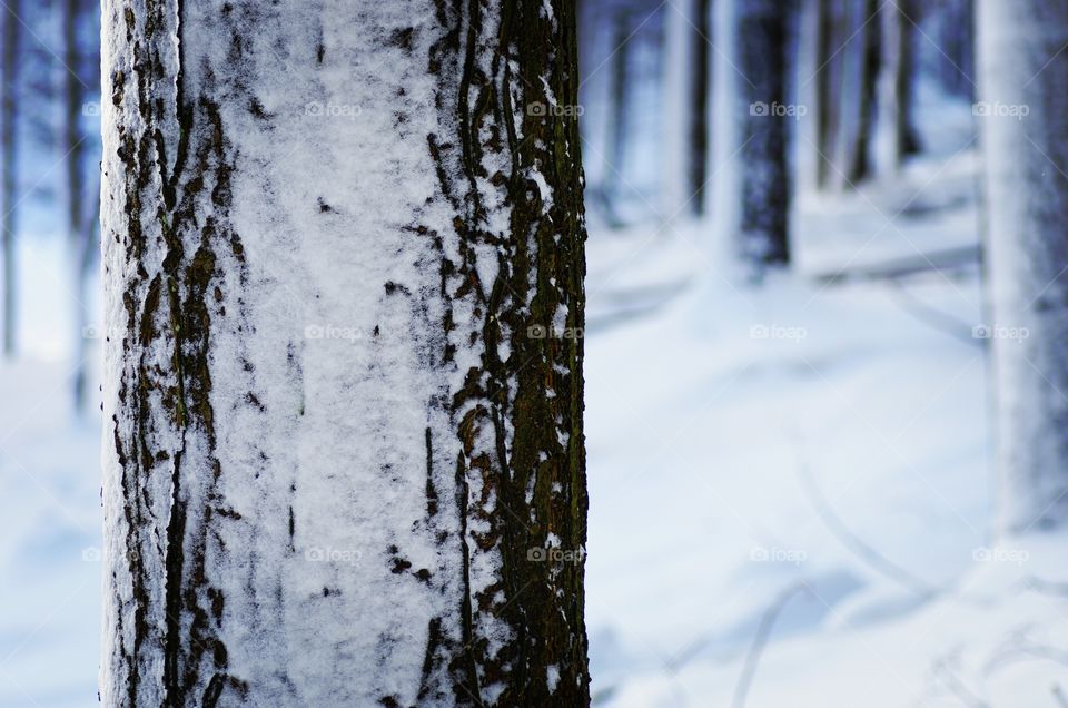 Close-up of tree trunk in winter