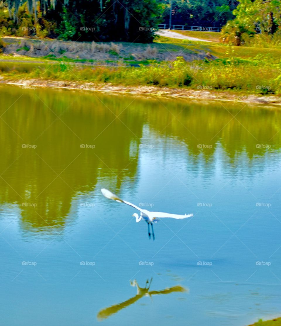 Heron flight reflection 