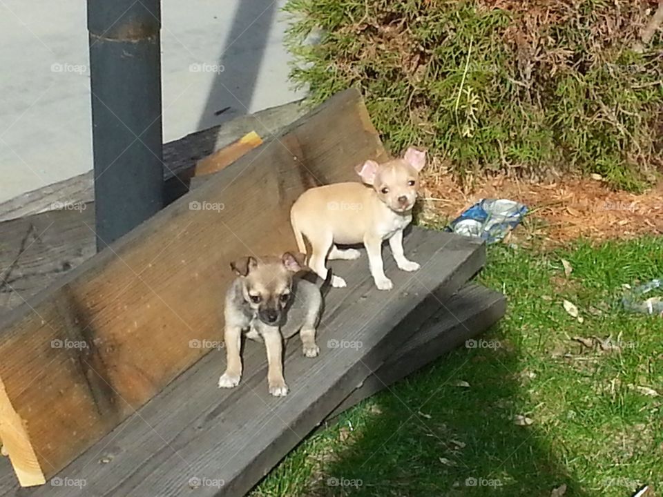 chihuahua. puppys playing