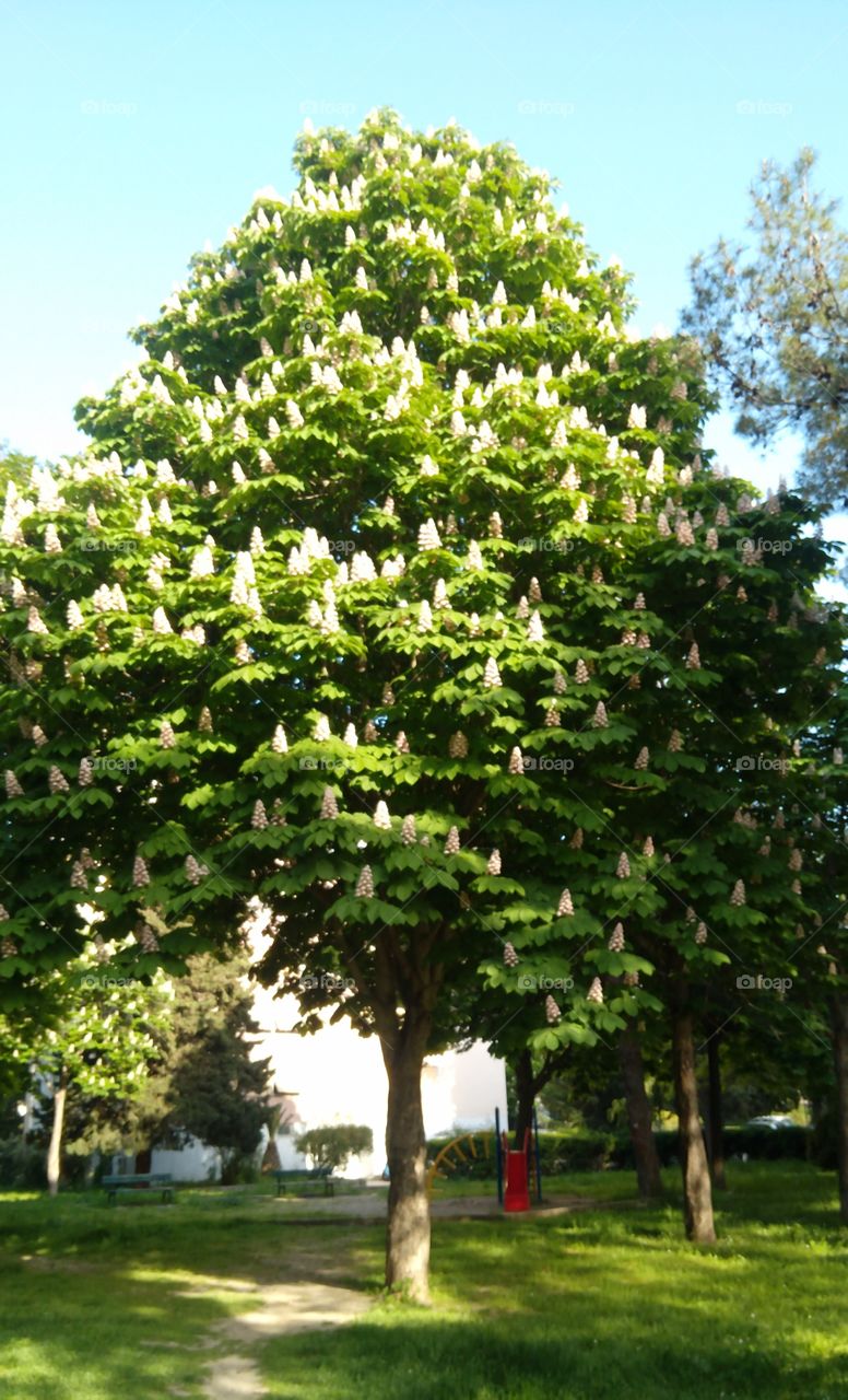 The Horse Chestnut Trees Blooming in Spring