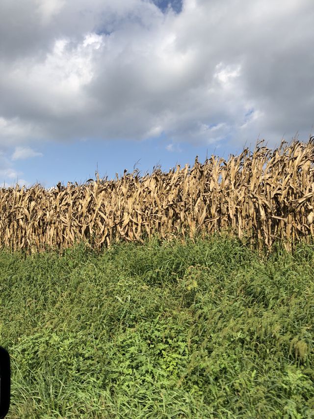 Corn stalks 