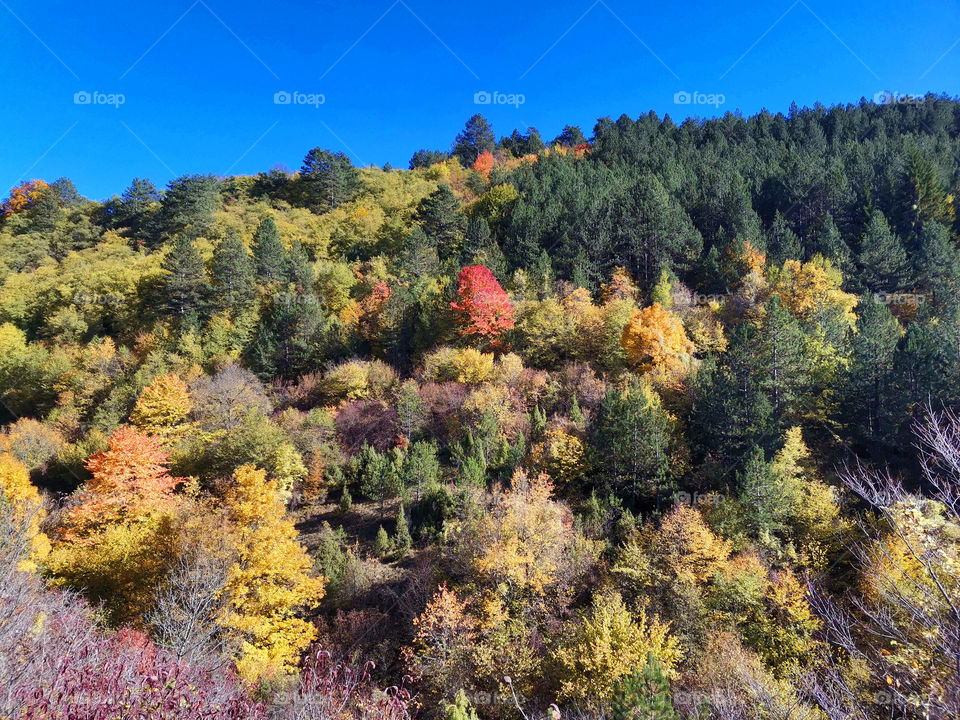 Autumn in the forest