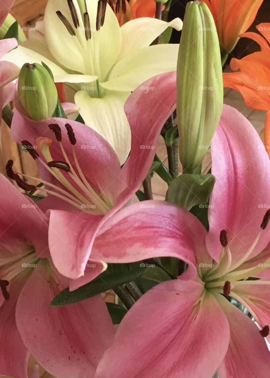 Colorful flowers closeup