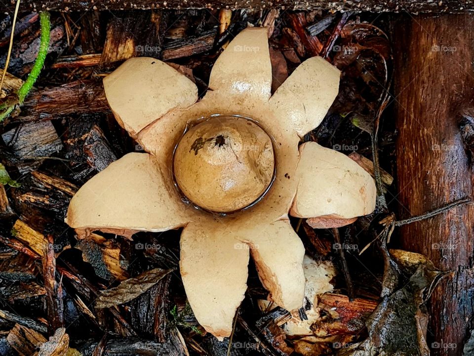 flower mushroom