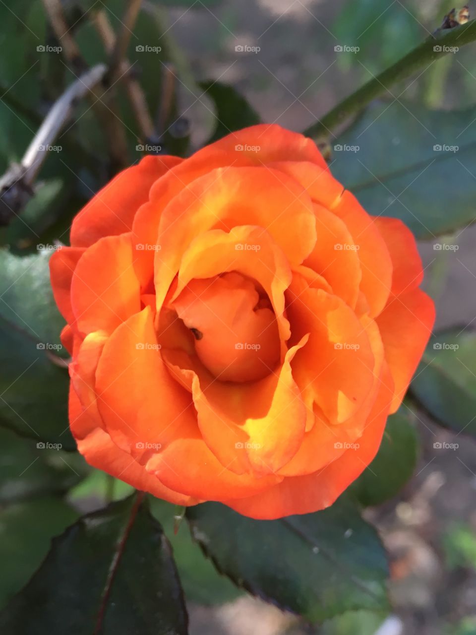 🌺Fim de #cooper! 
Suado, cansado e feliz, alongando e curtindo a beleza das #flores. Aqui, nossa rosa #laranja vibrante (clicada ontem).
🏁
#corrida #treino #flor #flower #flower