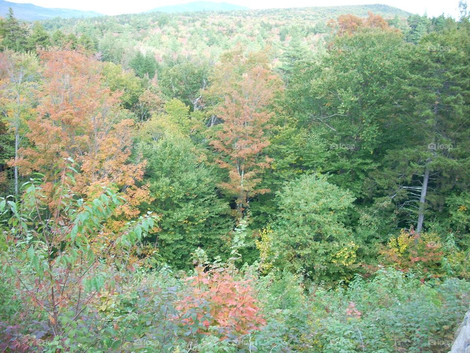 Fall Foliage