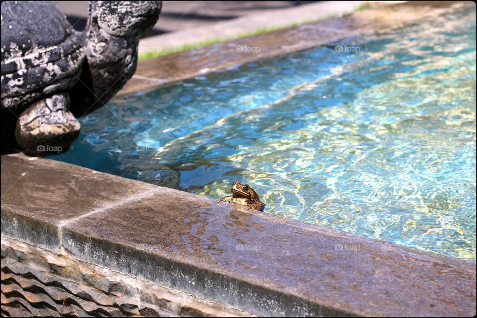 frog bath