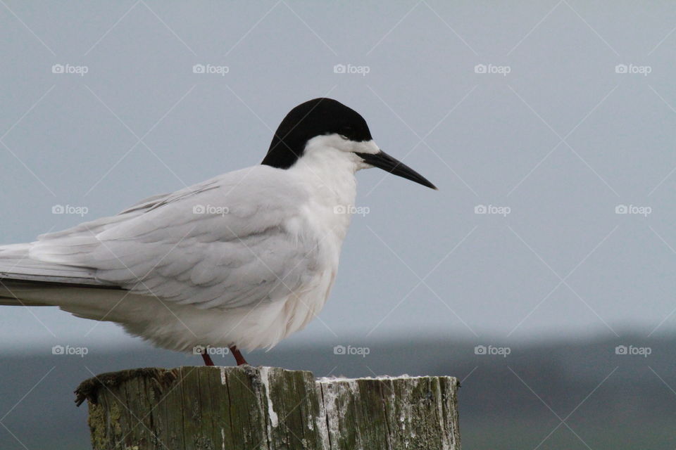 Oyster Catcher Master