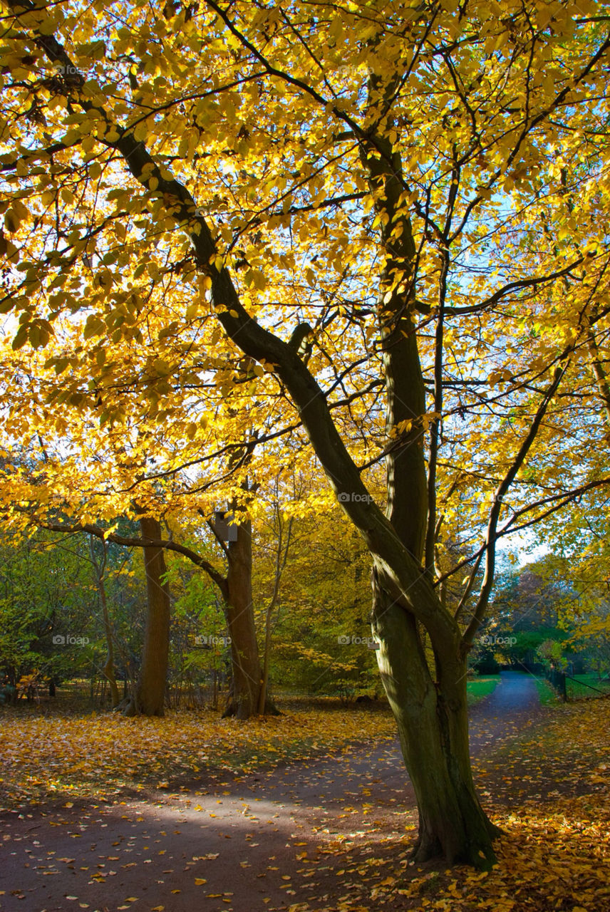 tree sunny park road by jbdc