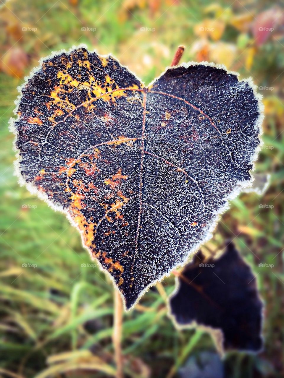 Frozen leaf