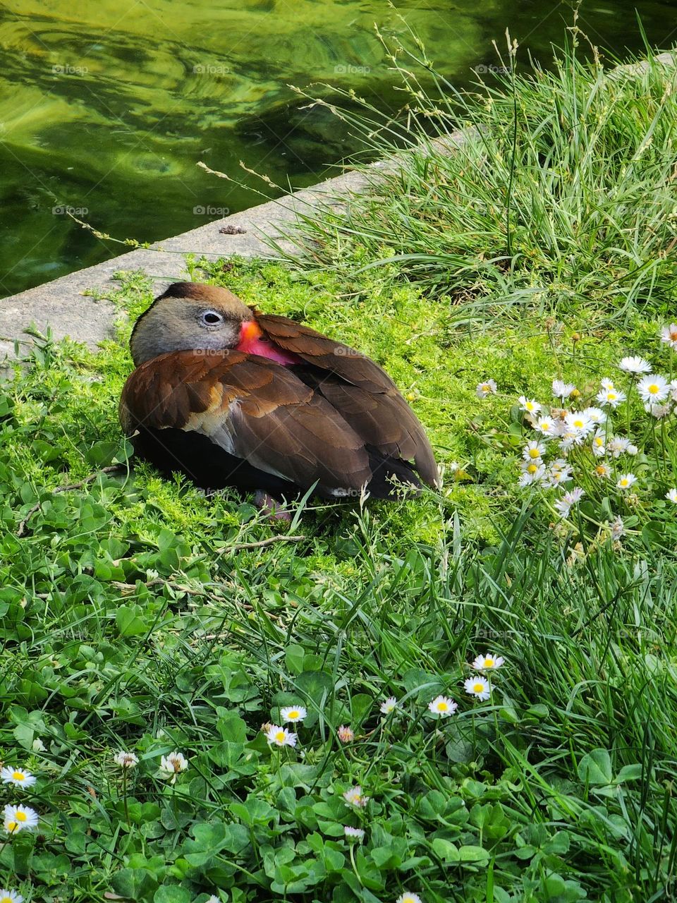 Duck resting in the park