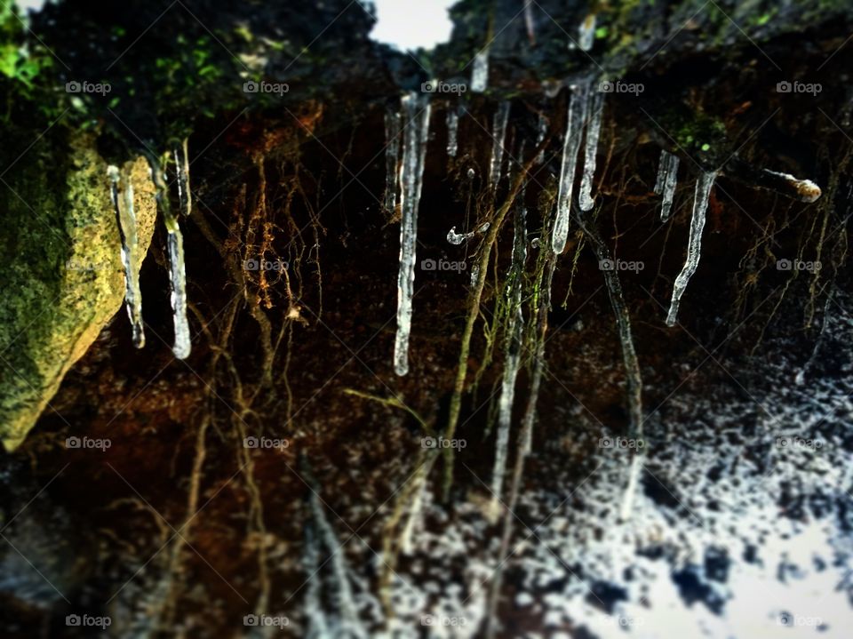 Icicles on a log