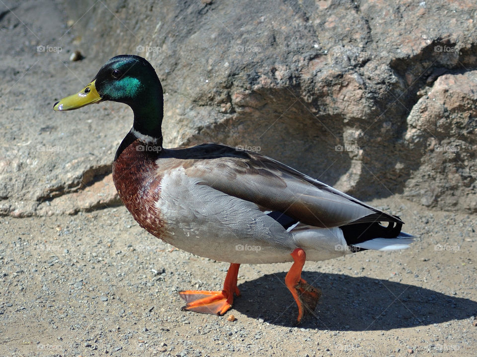 sand colorful walking duck by delvec