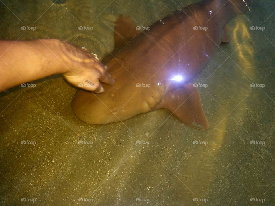 sand shark