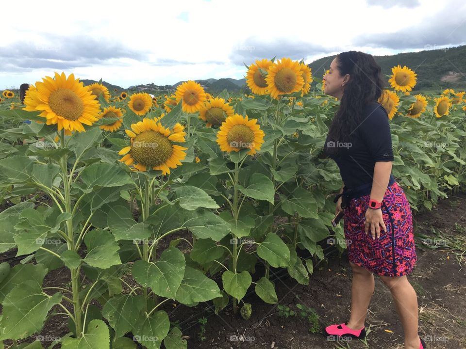 Sunflower field in Puerto Rico