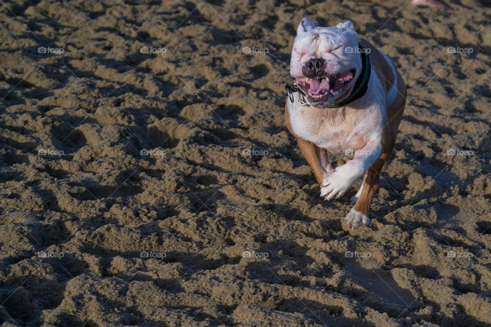 Bulldog inglés blanco corriendo