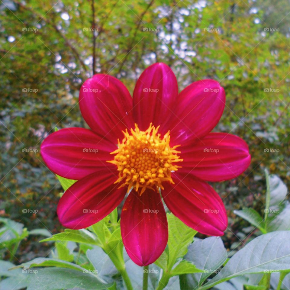 red flower