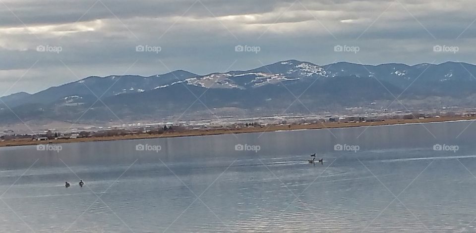ducks on a lake in the mountains