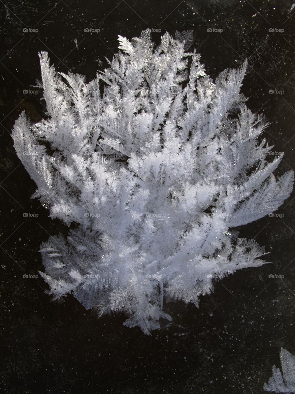 Ice crystals flower 