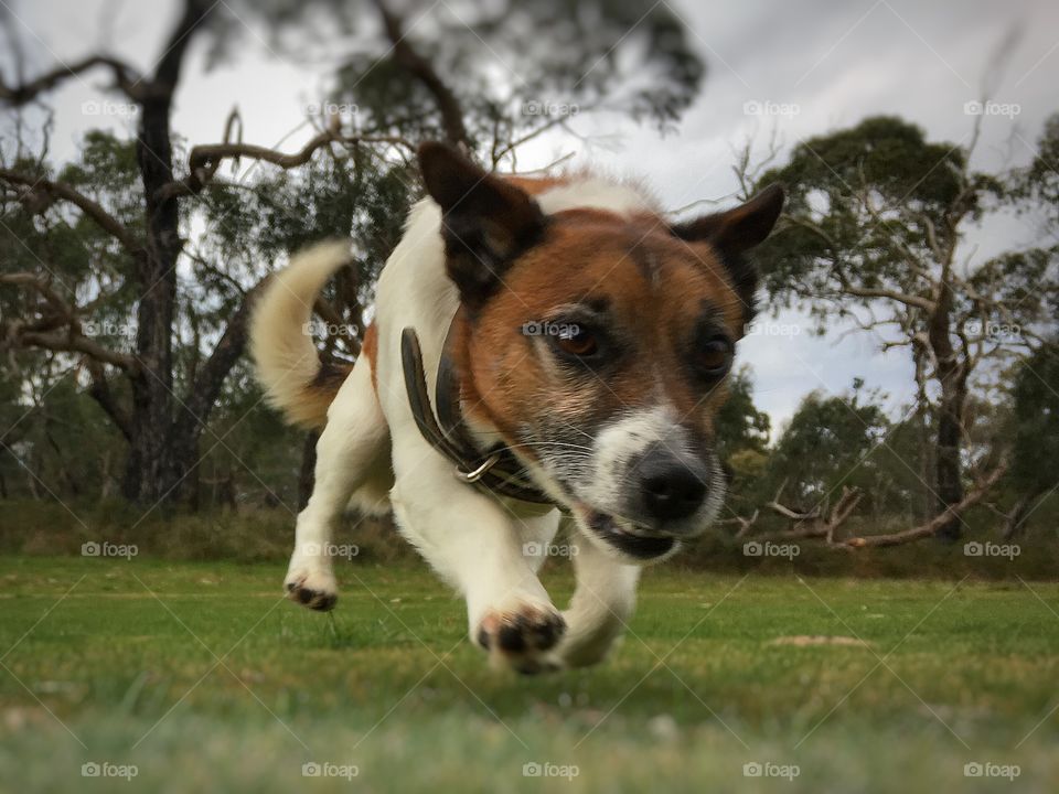 Fox terrier on a mission 
