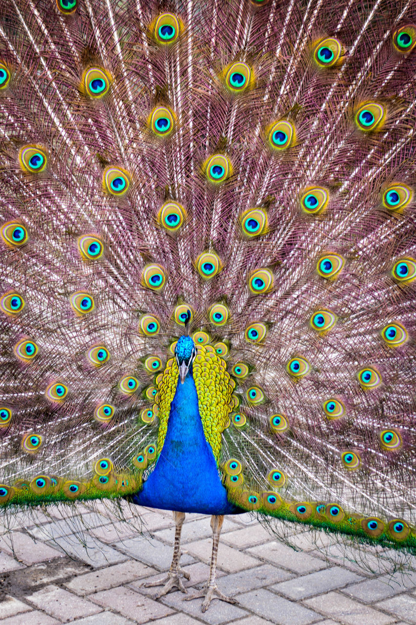 Peacock with fanned out feathers