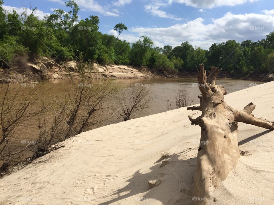 Riverside tree trunk