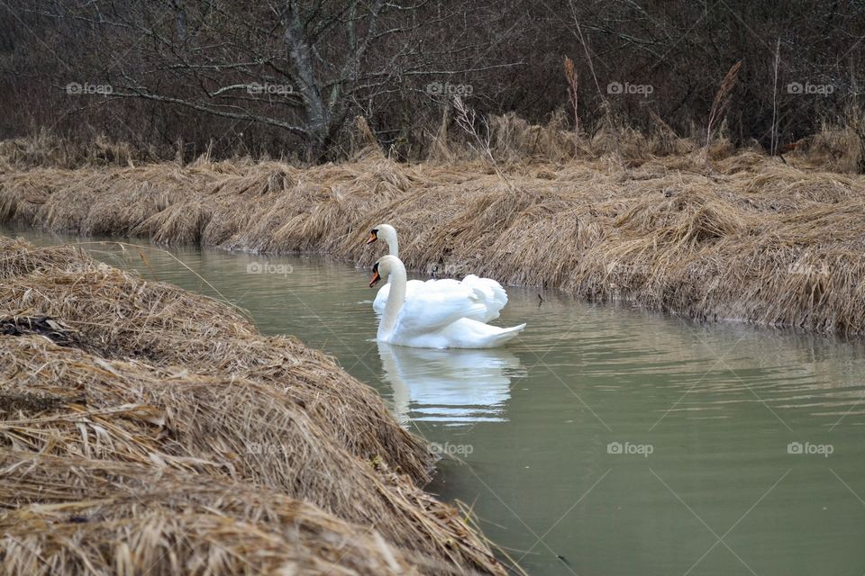 Swan in the river