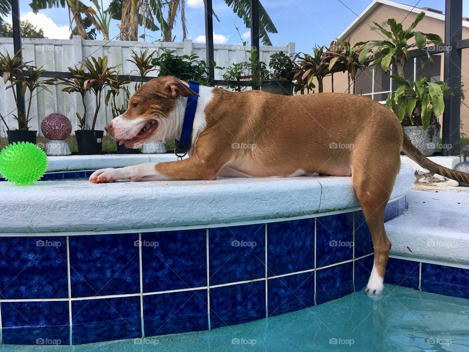 Funny rescue pitbull dog with one leg hanging in the pool
