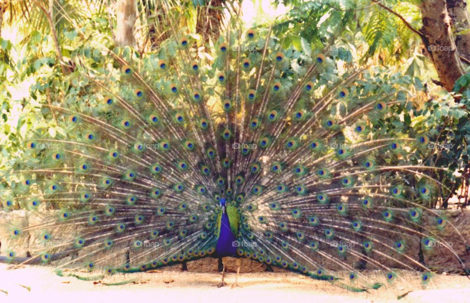 male peacock. male peacock with full plumage